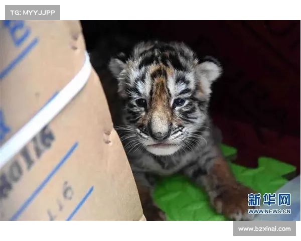 冰虎宝宝成长观察指南：揭秘其生活习性与行为特征